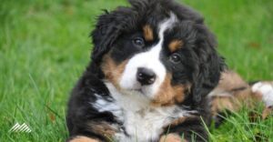 cute puppy